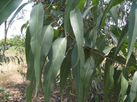 L'eucalyptus citronné | Bio Santé Mada