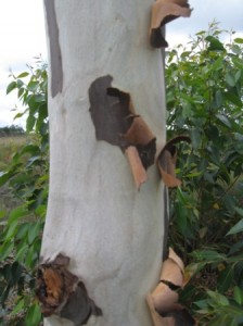 Tronc d'Eucalyptus Citriodora