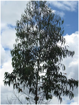 eucalyptus globuleux feuille